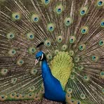 Veda Hall - Facebook