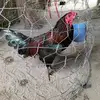 vidang - @vidang1234567 - TikTok