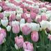 Vianca Lopez - Facebook