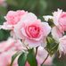 Vic Allen - Facebook