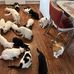 Vicki’s Cat Holler - Facebook