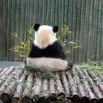 vic_wang - @bluebluevic - Instagram