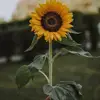 Jimenez Vicenta - @jimenez.vicenta - TikTok