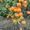 Vicente Quesada Santamaria - @vicente.quesada.s - TikTok