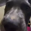 Vicente Valle - @vicente.valle8 - TikTok