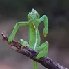 Vicki Ackermans - @vicki.ackermans - TikTok
