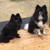 vickiebaird67 - @vickiebaird67 - TikTok