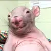 wombat 2.0 - @vickibarra53 - TikTok