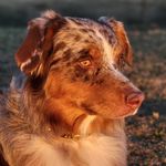 Scraps Australian Shepherds - @bartley.vickie - Instagram
