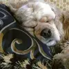 scruffibuffi@gmail.com - @vickibauer4 - TikTok