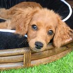 Vicki Beale - @frankie.the.cavoodle.pup - Instagram