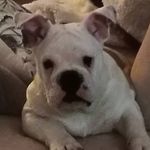 Vicki Bray - @bulldogragdoll - Instagram