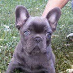 Vickie Burden - @vickiebulldogs - Instagram