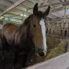 vickihollister - @vickiburden - TikTok