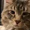 vickicates828 - @vickicates828 - TikTok