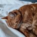 Vicki Chapman - Facebook