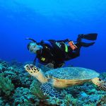 Vicki Chavez - @scuba._.diving.hawaii - Instagram