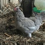 Vicki Chester - @fluffy_chook - Instagram