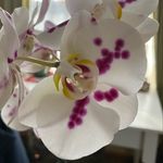 Vicki Coates - @vicki3550 - Instagram