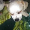 little bite - @vickicoonfield - TikTok