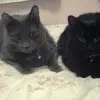 vickicorbin0 - @vickicorbin0 - TikTok