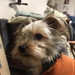 Vicki Curtis - @peppertackle502 - Instagram