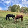 Vicky Curtis727 - @vickycurtis727 - TikTok