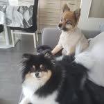 vicki et dexter mes amours - @dexter_et_vicki_mes_amours - Instagram