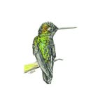 Vicky Earle - @drawinnature - Instagram