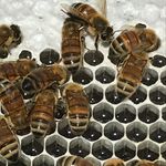 Vicki Elliott - @desertbreezehoney - Instagram