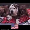 vickiferrell44 - @vickiferrell44 - TikTok