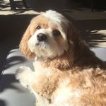 Vicki Fraser - @snickpooh - Instagram