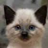 Vicki Gallagher - @vicki.gallagher0 - TikTok