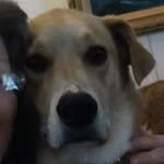 Vicki Gideon - @cardinaluvr - Instagram