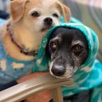 Vicki Sipe-Giese - @goosemom4 - Instagram