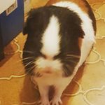 vicki grant - @rockinrodent666 - Instagram