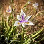 Vicki Grubb - @rammie_love - Instagram