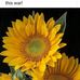 Vickie Grubbs - Facebook