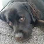 Vicki Hildreth - @finniethepooh90277 - Instagram