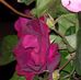 Vicki Holt - Facebook