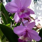 Vicki Holt - @vicki.holt.503 - Instagram