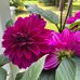 Vicki Huber - Facebook