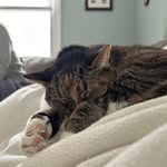 Vicki Jaeger - @moofrogger - Instagram