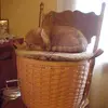Vicki Keaton - @jasperbaskets - TikTok