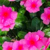 Vickie loves pink&bows - @vickiekeith58 - TikTok