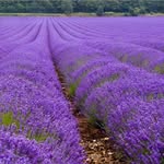 Vicki Kent - @forloveoflavender - Instagram