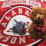 Vicki Langley - @bama_poodle - Instagram