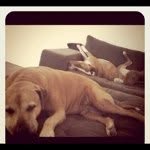 Vicki Levin - @pookalicious - Instagram