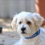 Vicki MacKenzie - @oscarandtinto_fur_bros - Instagram