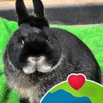 Vicki Maher - @maherrabbits - Instagram